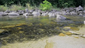 Group of Mahseer barb in the stream, Thailand