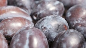 Pile of organic plum fruit from genus Prunus 4K footage