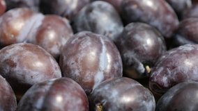 Shallow DOF organic plum fruit from genus Prunus 4K video
