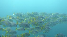 Swarm Fish while diving at Galapagos