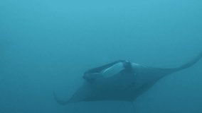 Manta Ray at Galapagos Archipel