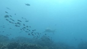 Galapagos Sharks at Wolf Island Galapagos