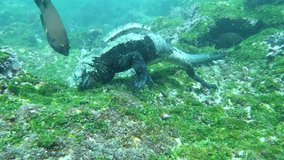 Galapagos Marine Iguana in water