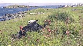 4k video of a black fluffy sheep sitting in the grass in Iceland.