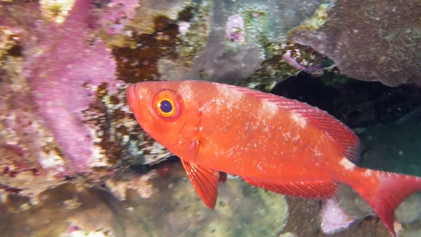 Large red bigeye on a reef in the Red Sea.