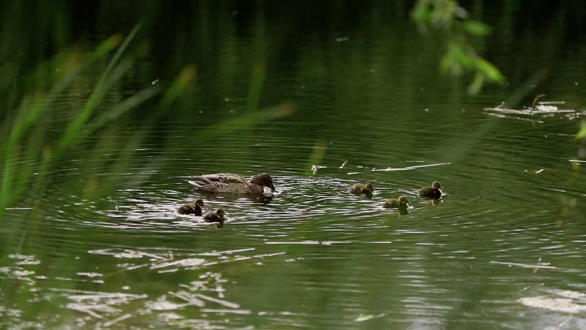 Duck with ducklings floating on the lake,duck mom with young ducklings on the lake,duck and baby ducklings in the water