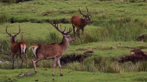 Red deer stags, Cervus elaphus, grazing and resting on moorland during august in the cairngorms national park, scotland.