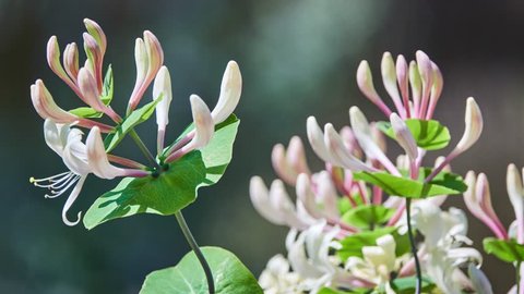 Lonicera caprifolium, Italian woodbine, perfoliate, goat-leaf, Italian honeysuckle, or perfoliate woodbine, is species of perennial flowering plants in genus Lonicera of Caprifoliaceae family.