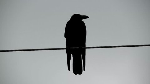 Crow on wire silhouette clips, silhouette crow on wire footage