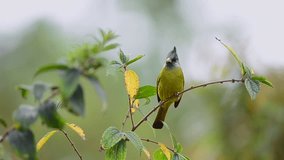 Crested finchbill bird perching and swaying on branch in highland forest of thailand with natural blurred background ,hd video.
Bird in yellow color and grey crested,front view.
