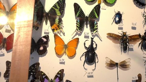 Mounted butterflies and insects in case, tracking shot
