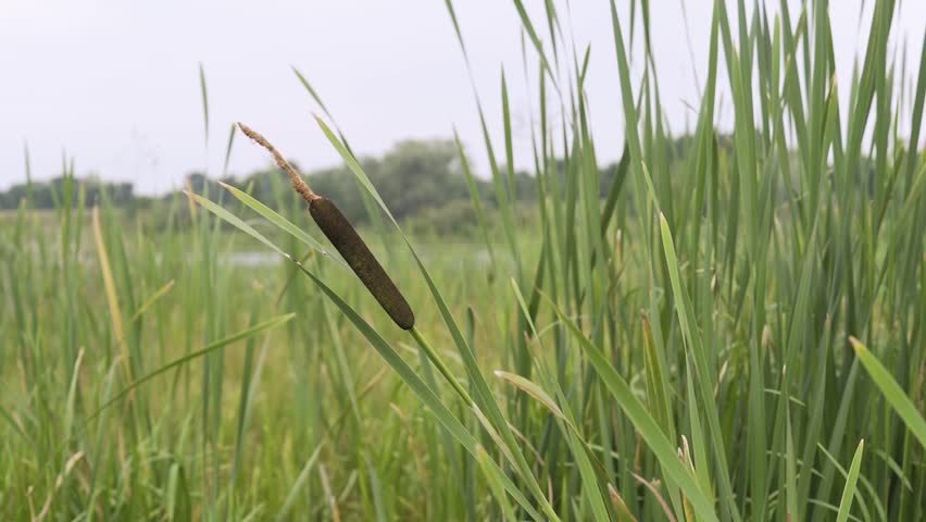 Beautiful green canes shake on wind at the river