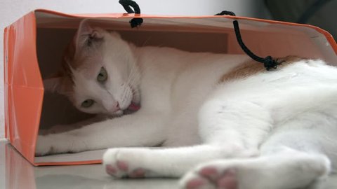White and Ginger Domestic Cat Sitting in Paper Bag on the Floor. Funy and Playful Pet
