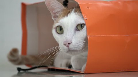 White and Ginger Domestic Cat Sitting in Paper Bag on the Floor. Funy and Playful Pet