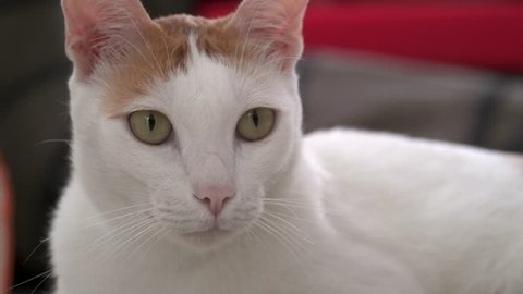 Portrait of White and Ginger Domestic Cat