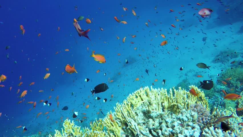 Coral Reef and Beautiful Fish. Stock Footage Video (100% Royalty-free ...