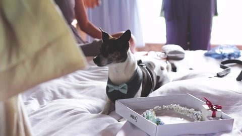 Dog sits on bed on the morning of a wedding with his tailored bow tie, waiting for the day to commence surrounded by people