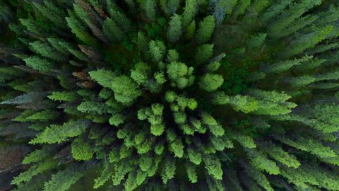 Nature top-down aerial view, flying over lush pine tree forest in Banff National Park during summer in Alberta, Canada.