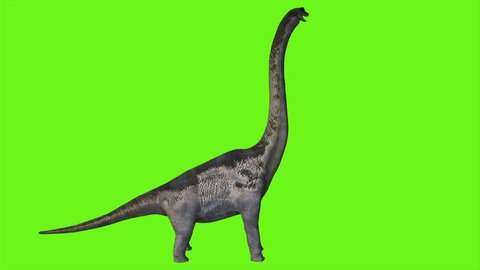 Dinosaur Braquiossauro animation on green screen. Realistic render