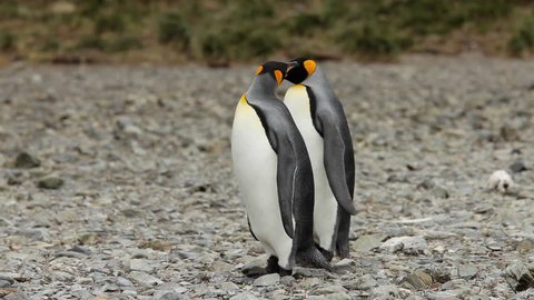 King Penguins on South Georgia Island