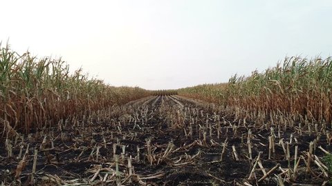 Corn field is affected by the drought drought