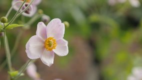 White blossoms of Japanese anemone x  hybrida flower 4K video