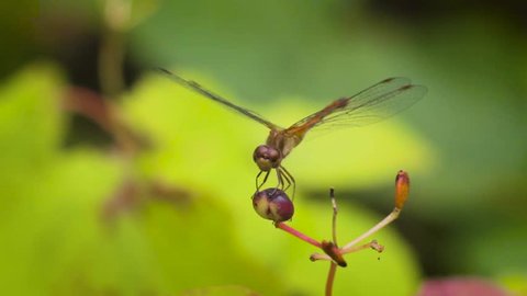 Dragonfly resting on berry with green leafy background