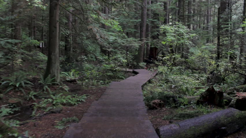 Walking Along Wooden Boardwalk In Forest