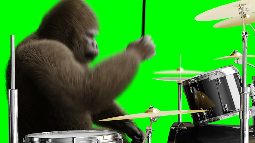 Monkey machine. Обезьяна за барабанами. Мартышка с барабанами. Обезьяна играет на барабанах. Обезьяна барабанщик.