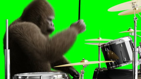 Funny brown gorilla play the drum. Super realistic fur and hair. Green screen 4K animation.