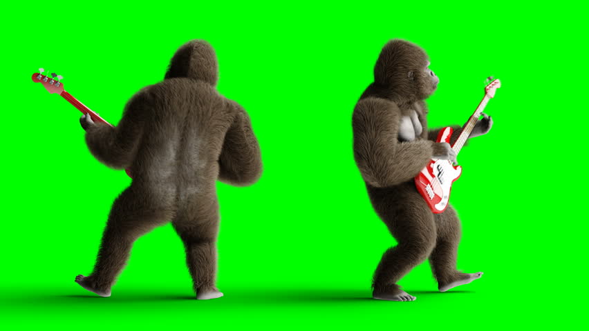 Funny brown gorilla play the bass guitar. Super realistic fur and hair. Green screen 4K animation.