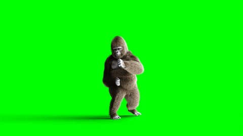 Funny brown gorilla fighting. Super realistic fur and hair. Green screen 4K animation.