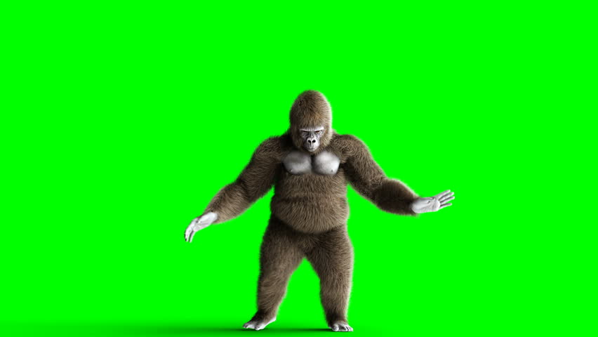 Макака хромакей. Обезьяна футаж. Green screen gorilla temple run 3d. Обезьяна футаж. Обезьяна на хромакее.