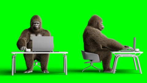 Funny brown gorilla works behind a computer. Super realistic fur and hair. Green screen 4K animation.