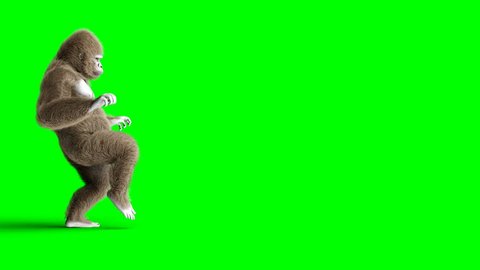 Funny brown gorilla walking. Super realistic fur and hair. Green screen 4K animation.