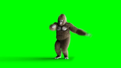 Funny brown gorilla dancing. Super realistic fur and hair. Green screen 4K animation.