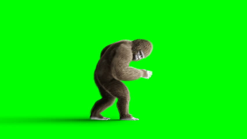 Funny Brown Gorilla Dancing Super の動画素材 ロイヤリティフリー Shutterstock