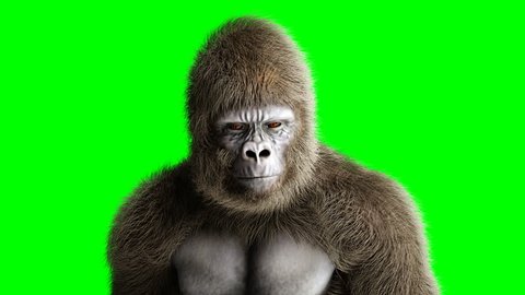 Funny brown gorilla stay idle. Super realistic fur and hair. Green screen 4K animation.