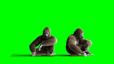 Funny brown gorilla sits. Super realistic fur and hair. Green screen 4K animation.