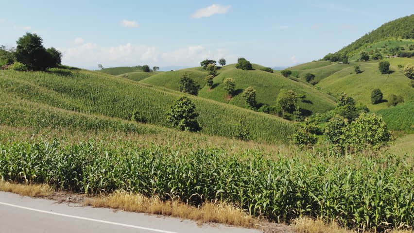 Rural landscape, Field of corn ready for harvest in the background the mountains, Top view aerial video from drone.