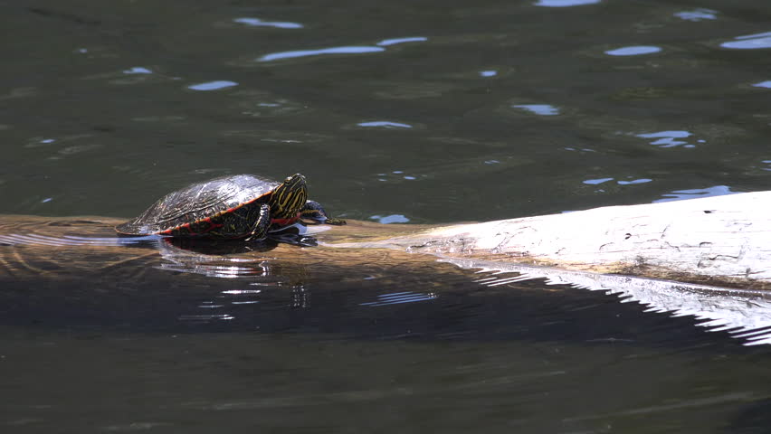 Painted Turtle Adult Lone Resting in Spring Log in South Dakota