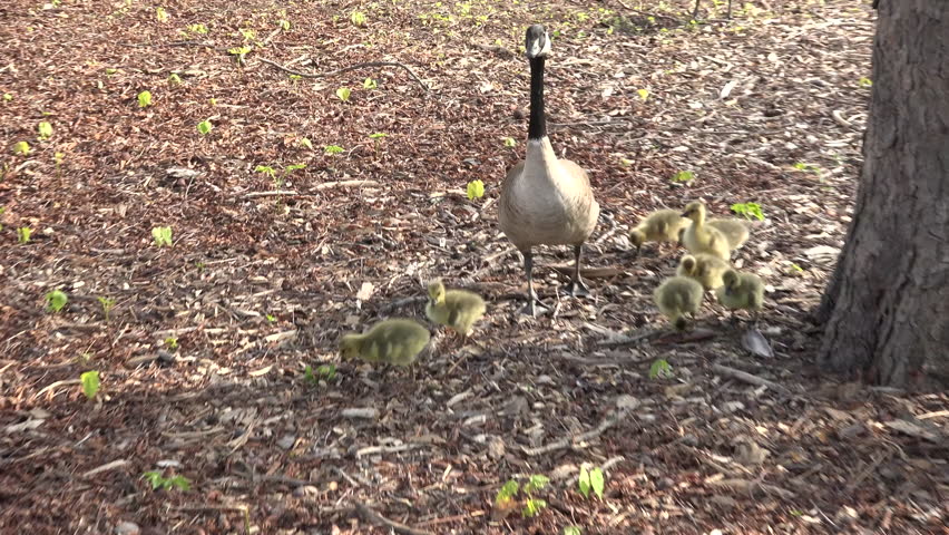 Canada Goose Male Female Adult Chick Young Family Walking in Spring Goslings Yellow in Illinois