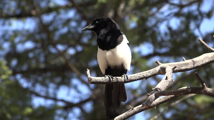 Black-billed Magpie Adult Lone Calling in Spring in Colorado
