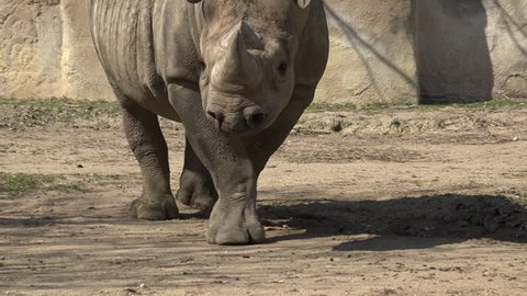 erect male organ rhino showing wings Stock Footage Video (100% Royalty