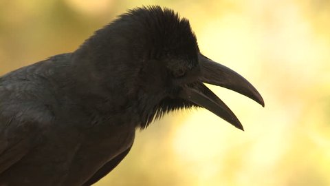 Large-billed Crow Adult Lone in Spring Bill Beak Mouth in India