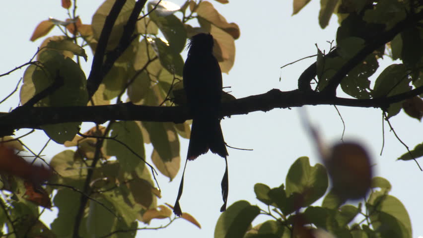 Greater Racket-tailed Drongo Adult Lone in Spring in India
