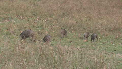 Wild Boar Adult Young Herd Eating in Spring Pig in India