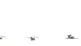 Common Cranes or Eurasian Cranes (Grus Grus) birds flying during migration to the South in the fall. Slow motion clip at half speed.