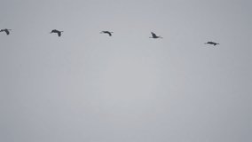 Common Cranes or Eurasian Cranes (Grus Grus) birds flying during migration to the South in the fall. Slow motion clip at half speed.