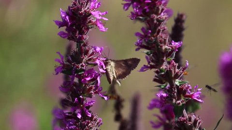 Silver Y moth, Autographa gamma, collecting nectar from a purple loosestrife flower during august in scotland.
